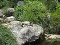 Los patos del jardín japonés