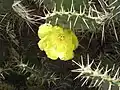 Opuntia (higuera de Berbería) en flor