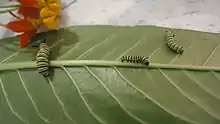 Fase larva