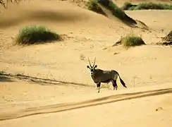 Oryx Gazella.