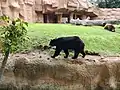 Oso negro