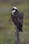Águila pescadora - En los últimos años algunos ejemplares invernan habitualmente en las marismas