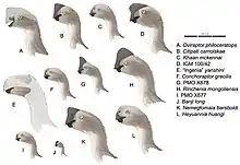 Miembros de la subfamilia Oviraptorinae.