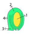 Óvulo anátropo. 1: saco embrionario (gametófito femenino), rodeado del nucelo (esporangio) y los 2 tegumentos 2: calaza 3: funículo 4: rafe.