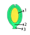 Óvulo ortótropo. 1: saco embrionario (gametofito femenino), rodeado del nucelo (esporangio) y los 2 tegumentos 2: calaza 3: funículo.