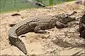 Cocodrilo del Nilo (Crocodylus niloticus)
