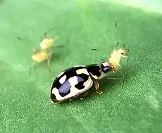 Mariquita comiendo un pulgón.