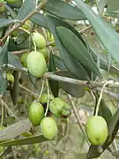 Olivas en el jardín botánico.