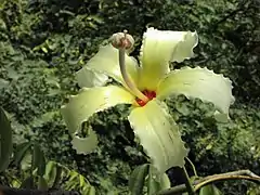 Palo borracho, Chorisia sp (Quiropterofilia)