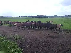 Caballos como elementos integrados en el Parque