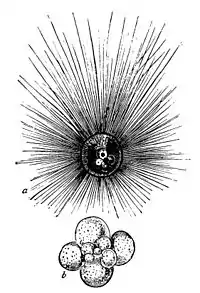 Globigerina, célula y concha globular (Globothalamea)