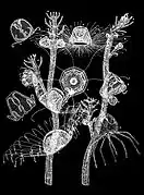 Ciclo de vida de Turritopsis