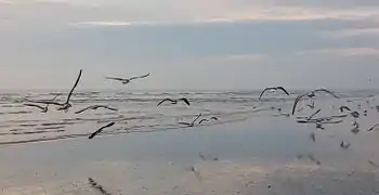 Grupo de gaviotas en la playa al anochecer