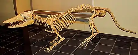 Restauración de un esqueleto en el Museo Real de Ontario.