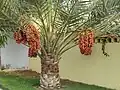 La palmera datilera, usada por los antiguos egipcios tanto para el consumo de sus frutos como para hacer vino. Los egipcios aprendieron a polinizarla manualmente.