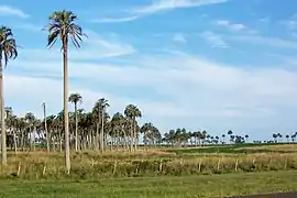 Llanura del litoral del río Uruguay, Paysandú