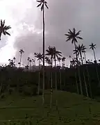 Bosques de Palma de Cera en el Valle de Cocora.