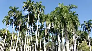 Panorámica de las palmeras reales.
