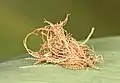 Larva de Hemisphaerota cyanea con protección fecal