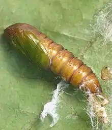 Pandemis limitata pupa