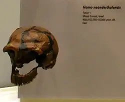 Tabun 1 es un cráneo de mujer neanderthal con casi toda la dentinción superior cuya datación ha variado a lo largo del tiempo, estando aceptado por muchos entre 50 y 120 mil años.