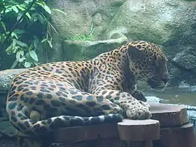 Jaguar