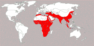 Distribución histórica del leopardo a nivel mundial.