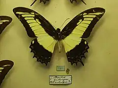 Macho normal de Papilio androgeus