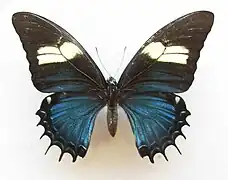 Hembra normal de Papilio androgeus