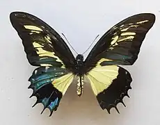 Mosaico ginandromorfo de Papilio androgeus