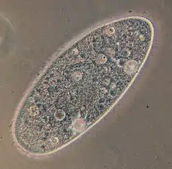 Paramecium aurelia (Oligohymenophorea)