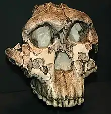 Réplica del cráneo OH 5. Este cráneo de P. boisei fue un descubrimiento clave para el yacimiento de Olduvai, dándole la publicidad que no había tenido con descubrimientos anteriores.