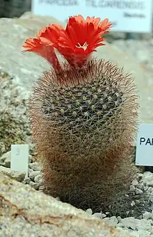 Parodia sanguiniflora