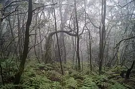 Interior del bosque de laurisilva