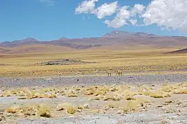 Puna en el Noroeste argentino