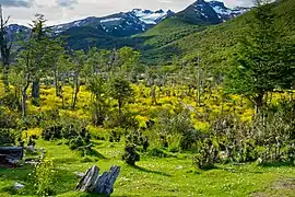 Patagonia en sector cordillerano