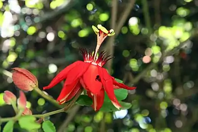 El Jardín Botánico Else Kientzler, en Sarchí Norte, posee alrededor de 2000 especies de plantas en un área de 7 ha.