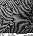 Vista de coralitos en el corallum de Pavona cactus, mediante microscopio digital a 71x aumentos.