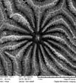 Vista calicular de coralito en el corallum de Pavona duerdeni, mediante microscopio digital a 228x aumentos.