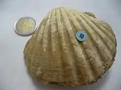 Pecten benedictus (fósil del mioceno)