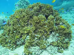 Grupo de colonias de P. paeonia, de 1 m de diámetro, en isla Lizard, Australia