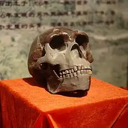 El cráneo I de Zhoukoudian, un adulto macho, fue encontrado en la cueva superior y tienen una antigüedad superior a los 680 mil años. Pertenence a H. erectus.