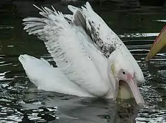 Pelicano pescando.