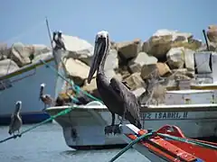 Pelicano pescando desde un bote.