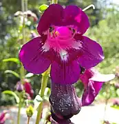 Penstemon 'Raven' (dark burgundy).