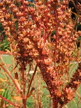 Planta roja Penthorum (orden Saxifragales)