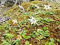 P. magellanica en Ushuaia, Tierra del Fuego, Argentina