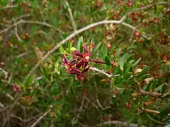 Cornical (Periploca angustifolia).