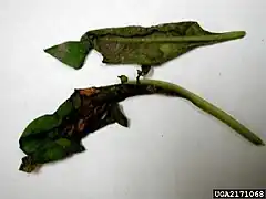 Hojas afectadas por el mildiu de la espinaca, Peronospora farinosa