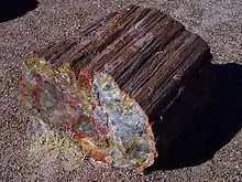 Tronco petrificado del Parque nacional del Bosque Petrificado, Arizona, Estados Unidos